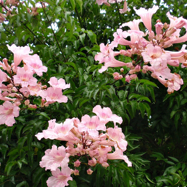 Podranea Plant - Pink Trumpet Vine